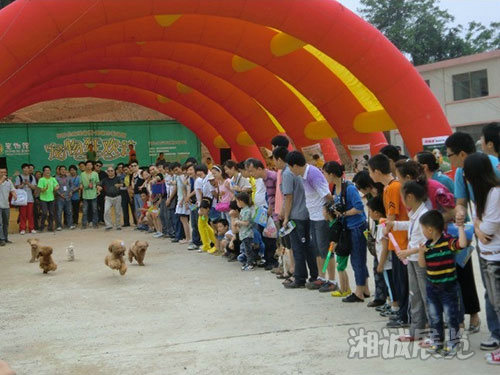 长沙生态动物园“宠物狂欢节”全场布置